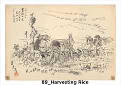 89_HarvestingRice